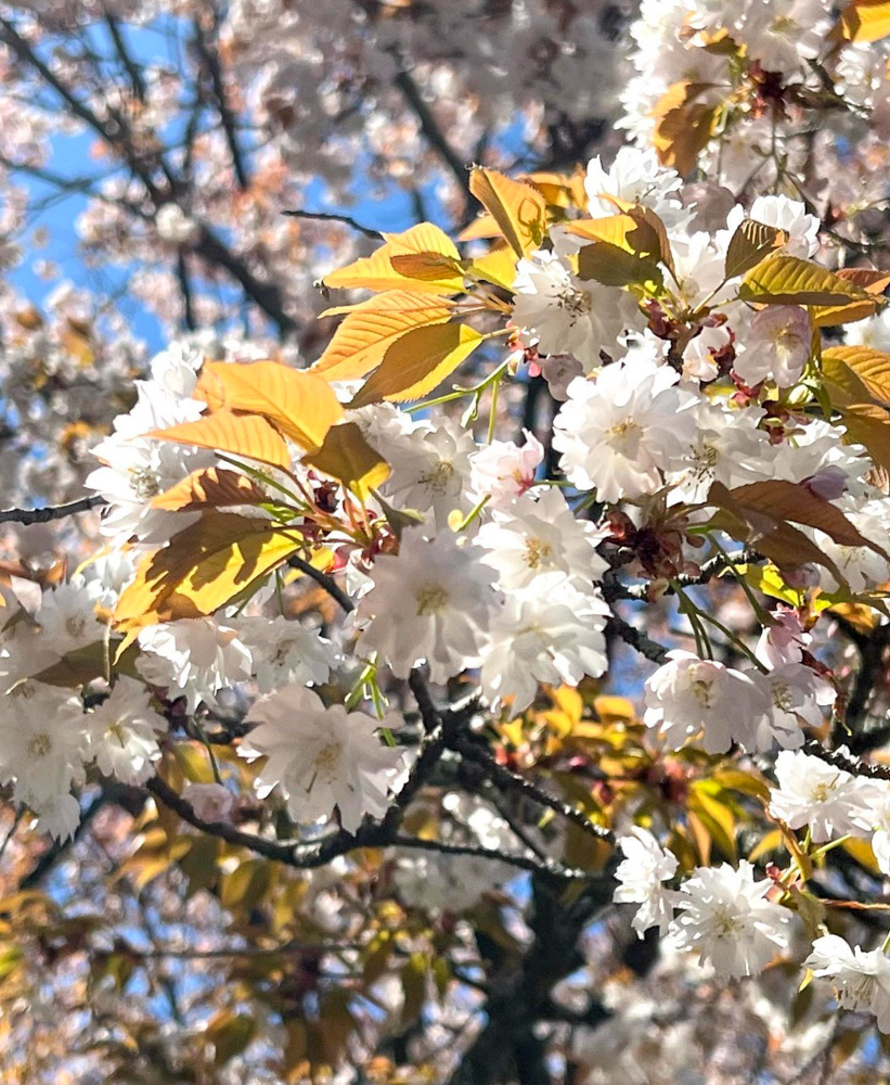 中将姫誓願桜 、さくら、4月春の花、岐阜県岐阜市の観光・撮影スポットの名所