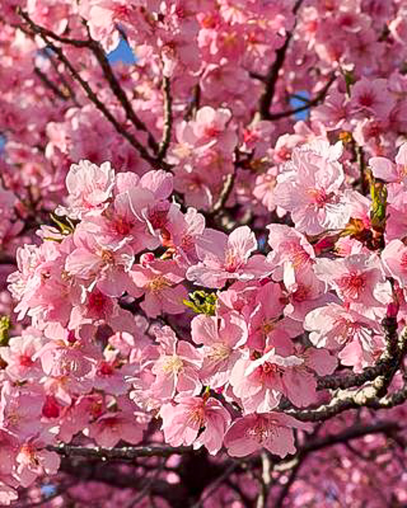 愛知県植木センター、河津桜、3月春の花、愛知県稲沢市の観光・撮影スポットの名所