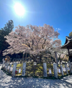 中将姫誓願桜 、さくら、4月春の花、岐阜県岐阜市の観光・撮影スポットの名所