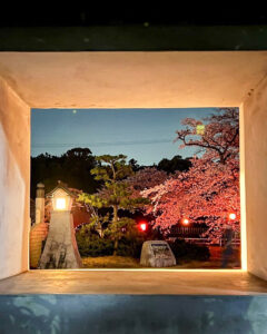 堀尾跡公園、桜ライトアップ、3月の春の花、愛知県丹羽郡の観光・撮影スポットの名所