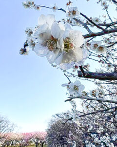 愛知県植木センター、梅、3月春の花、愛知県稲沢市の観光・撮影スポットの名所