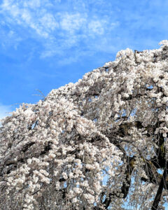 圓明寺、しだれ桜、3月春の花、愛知県犬山市の観光・撮影スポットの画像と写真