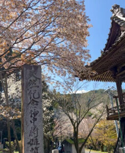 中将姫誓願桜 、さくら、4月春の花、岐阜県岐阜市の観光・撮影スポットの名所