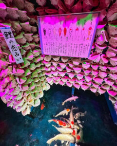 竹島ファンタジー館、、鯉の恋占い、テーマパーク、愛知県蒲郡市の観光・撮影スポットの名所