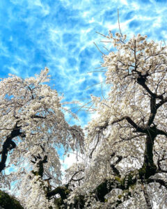 圓明寺、しだれ桜、3月春の花、愛知県犬山市の観光・撮影スポットの画像と写真