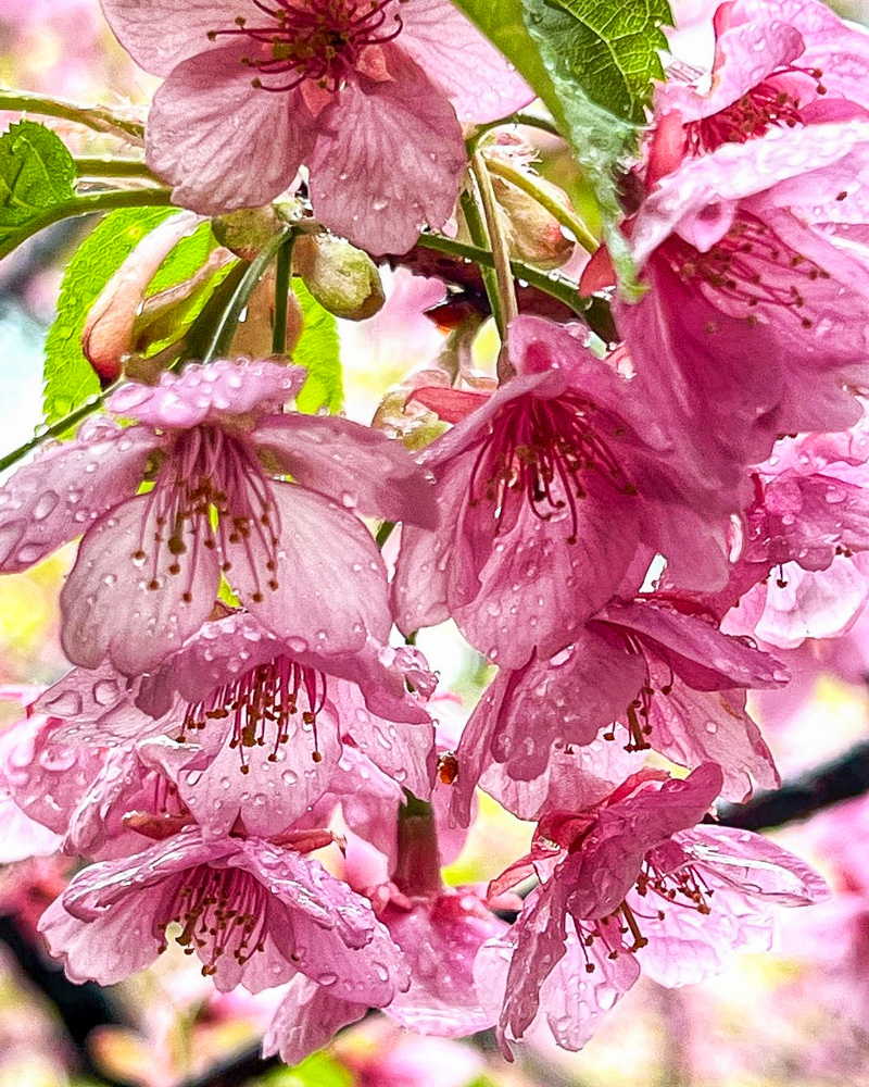 蒲郡クラシックホテル、河津桜、3月春の花、愛知県蒲郡市の観光・撮影スポットの名所
