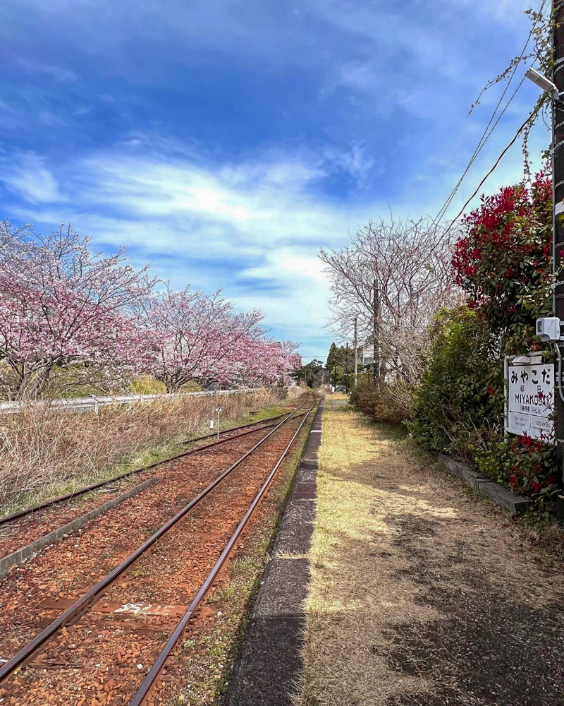 天竜線都田駅、桜、3月春の花、静岡県浜松市の観光・撮影スポットの名所