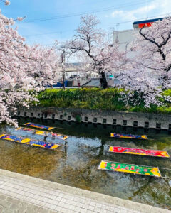 岩倉五条川・のんぼり洗い、3月春の花、愛知県岩倉市の観光・撮影スポットの画像と写真