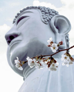 布袋の大仏、桜、3月の春の花、愛知県岩倉市の観光・撮影スポットの名所