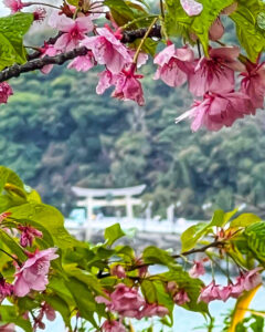 蒲郡クラシックホテル、河津桜、3月春の花、愛知県蒲郡市の観光・撮影スポットの名所