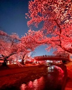 堀尾跡公園、桜ライトアップ、3月の春の花、愛知県丹羽郡の観光・撮影スポットの名所