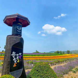 ぜるぶの丘・亜斗夢の丘、7月夏の花 、北海道上川郡美瑛町の観光・撮影スポットの名所