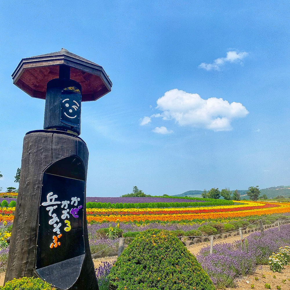 ぜるぶの丘・亜斗夢の丘、7月夏の花 、北海道上川郡美瑛町の観光・撮影スポットの名所