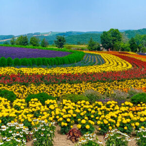 ぜるぶの丘・亜斗夢の丘、7月夏の花 、北海道上川郡美瑛町の観光・撮影スポットの名所