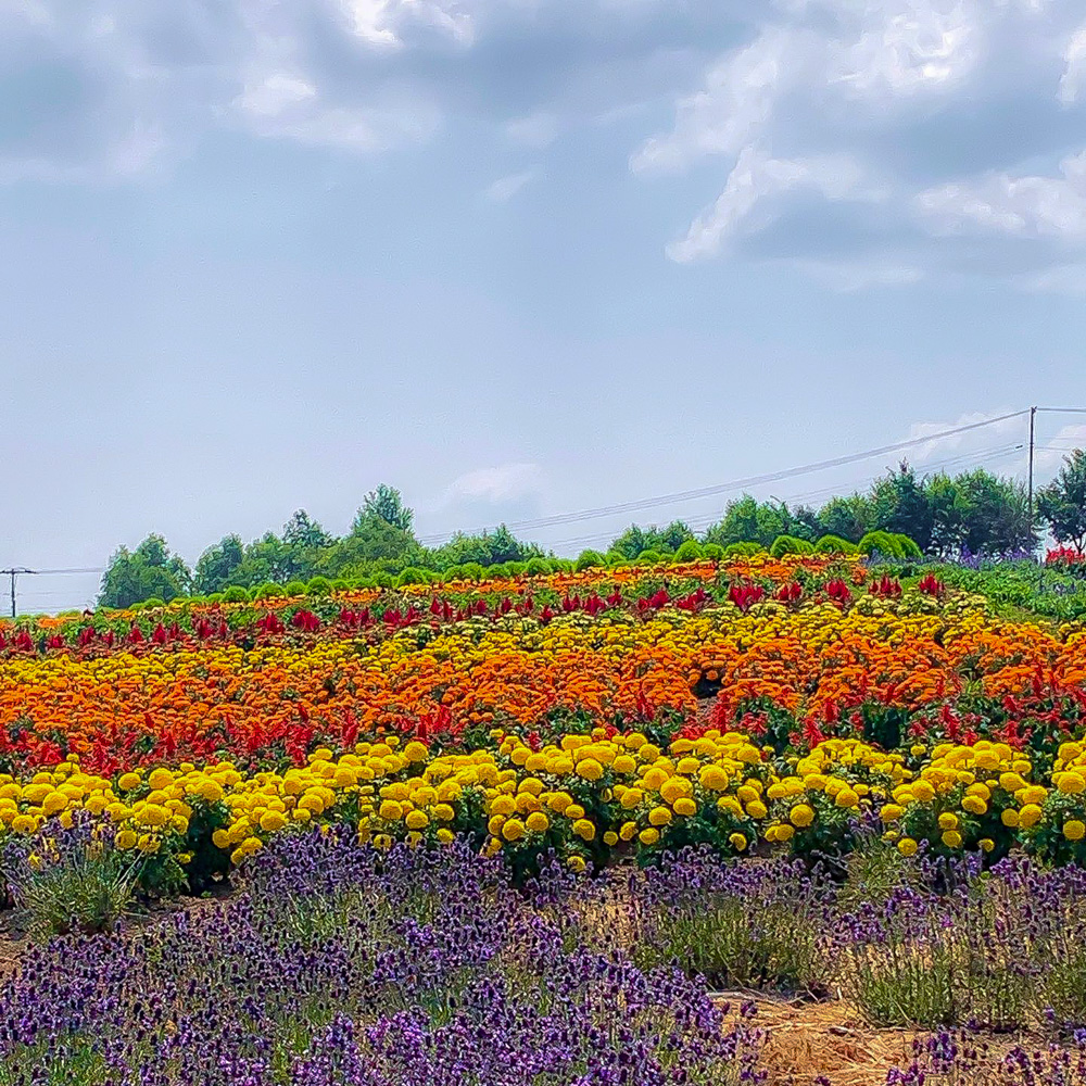 ぜるぶの丘・亜斗夢の丘、7月夏の花 、北海道上川郡美瑛町の観光・撮影スポットの名所