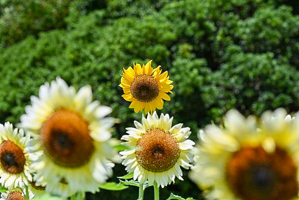 サンテパルクたはら、ひまわり、8月夏の花、愛知県田原市の観光・撮影スポットの画像と写真