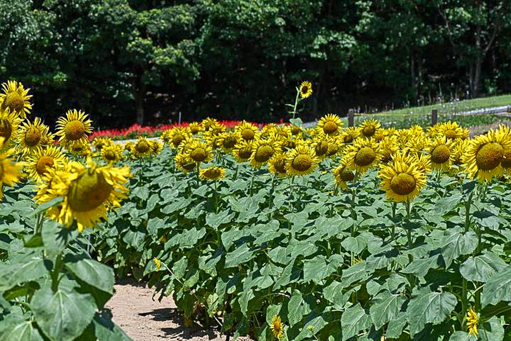 サンテパルクたはら、ひまわり、8月夏の花、愛知県田原市の観光・撮影スポットの画像と写真