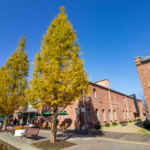 ノリタケの森、メタセコイア、黄葉、紅葉、11月秋、名古屋市西区の観光・撮影スポットの名所