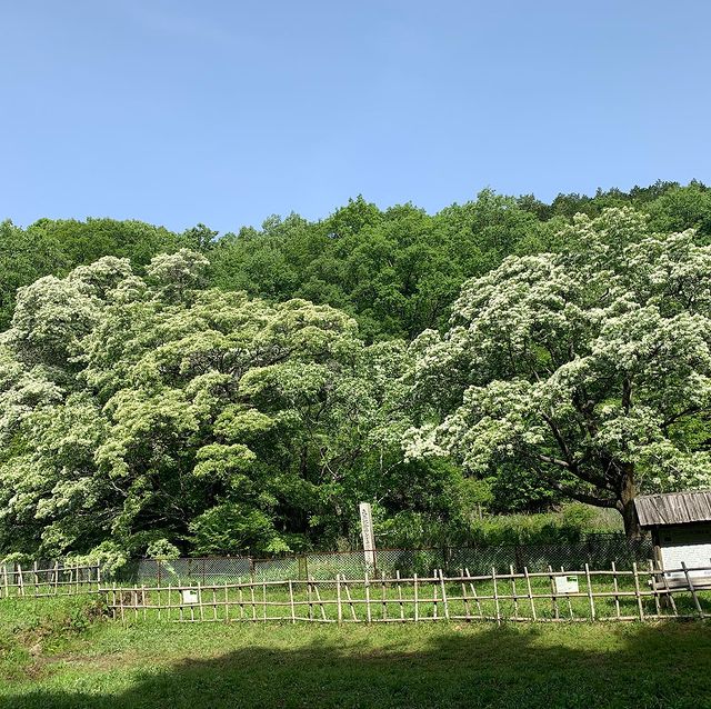犬山市ヒトツバタゴ、5月夏の花、愛知県犬山市の観光・撮影スポットの名所