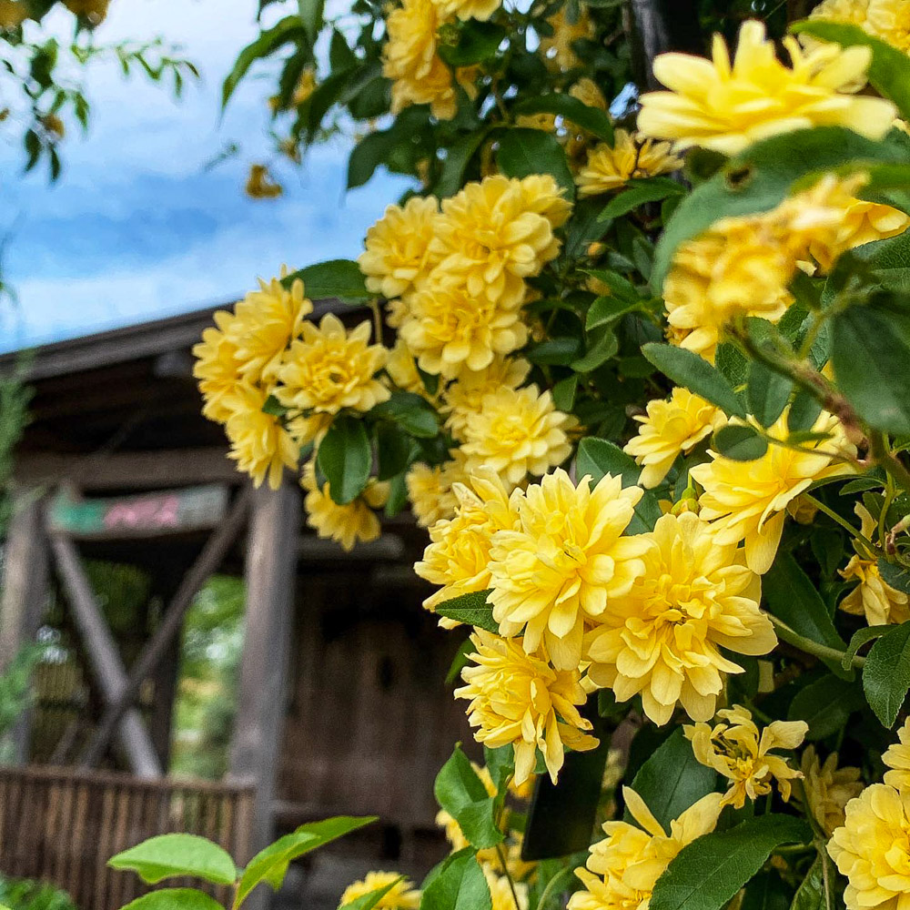 江南フラワーパーク、モッコウバラ、4月の春の花、愛知県江南市の観光・撮影スポットの画像と写真