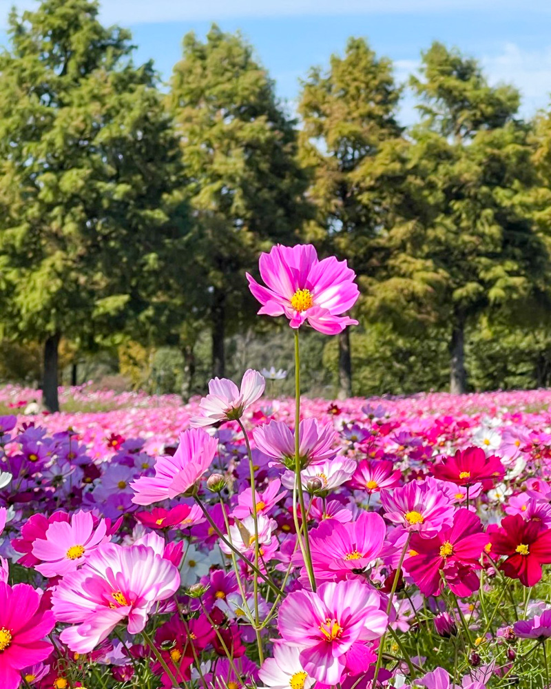 滋賀農業公園ブルーメの丘 、コスモス、10月秋の花、滋賀県蒲生郡の観光・撮影スポットの名所
