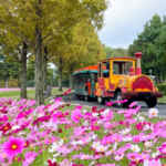 滋賀農業公園ブルーメの丘 、コスモス、10月秋の花、滋賀県蒲生郡の観光・撮影スポットの名所