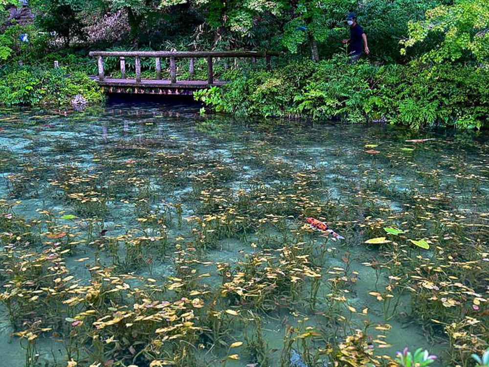 モネの池、鯉、夏景色、水景色、岐阜県関市の観光・撮影スポットの名所