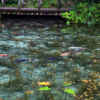 モネの池、鯉、夏景色、水景色、岐阜県関市の観光・撮影スポットの名所