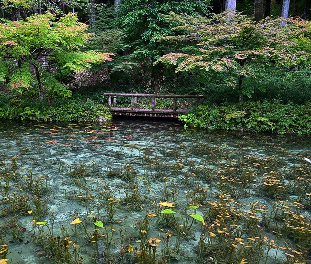 モネの池、夏景色、水景色、岐阜県関市の観光・撮影スポットの名所