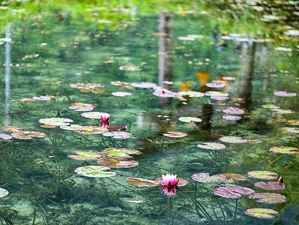 モネの池、睡蓮、夏景色、水景色、岐阜県関市の観光・撮影スポットの名所