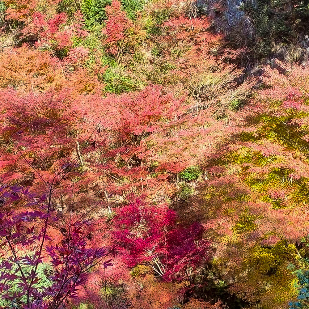 五宝滝、紅葉、11月秋、岐阜県加茂郡の観光・撮影スポットの名所