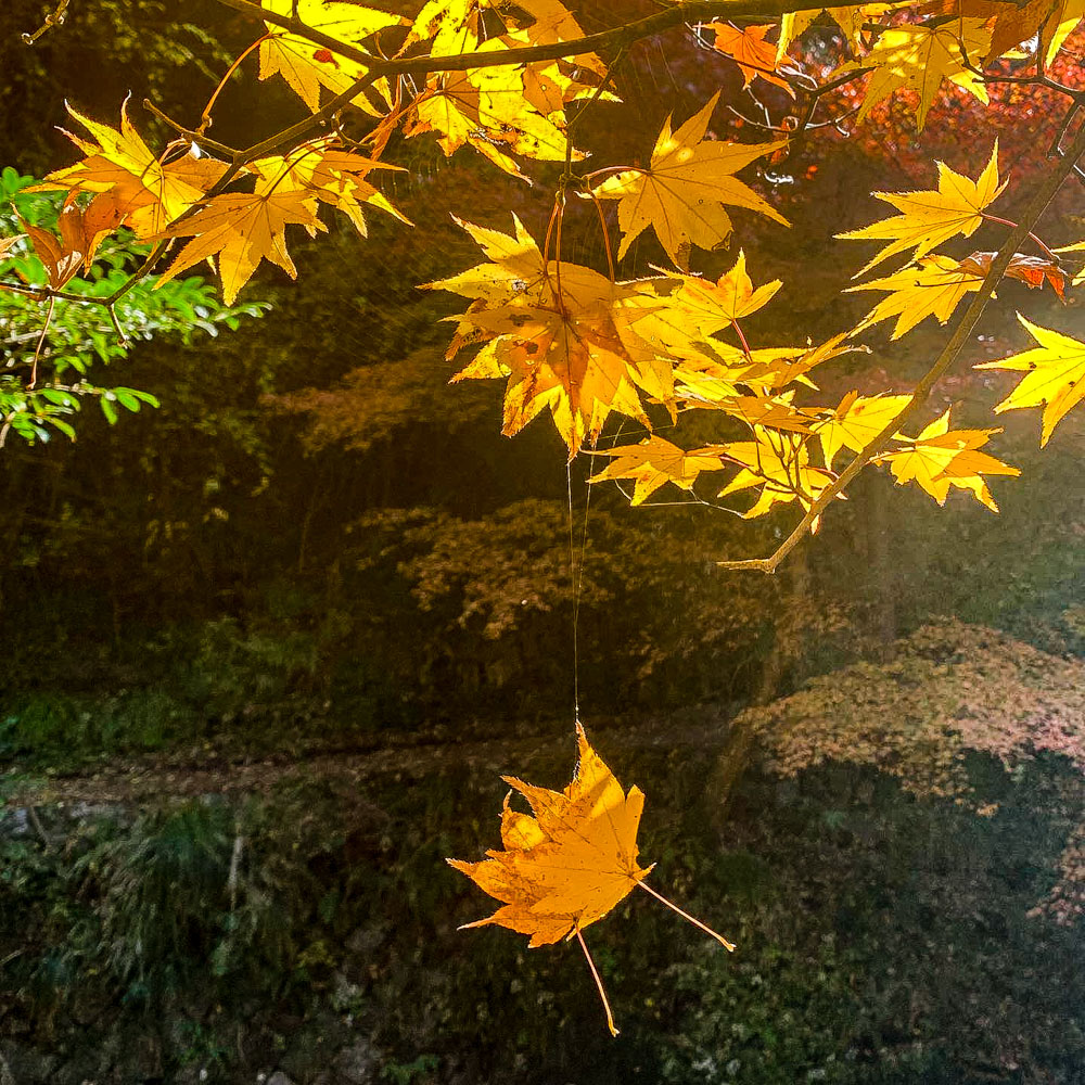 五宝滝、紅葉、11月秋、岐阜県加茂郡の観光・撮影スポットの名所