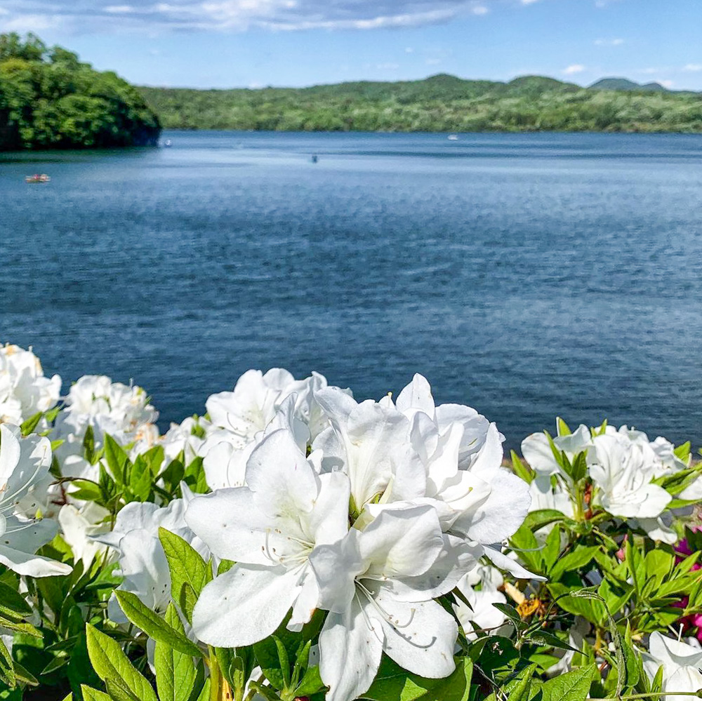 入鹿池、つつじ、5月の夏の花、愛知県犬山市の観光・撮影スポットの名所