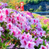 入鹿池、つつじ、5月の夏の花、愛知県犬山市の観光・撮影スポットの名所