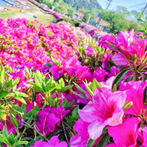 入鹿池、つつじ、5月の夏の花、愛知県犬山市の観光・撮影スポットの名所