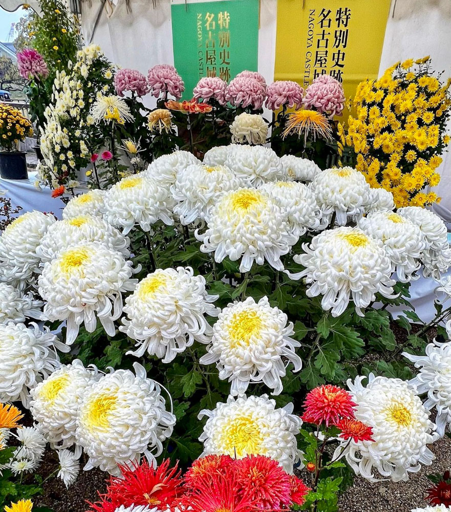 名古屋城菊花会、名古屋城秋祭り、菊の花、11月秋、名古屋市中区の観光・撮影スポットの名所