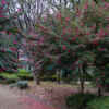 名城公園、サザンカ、1月の冬の花、名古屋市北区の観光・撮影スポットの画像と写真