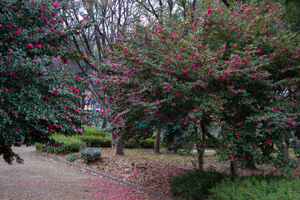 名城公園、サザンカ、1月の冬の花、名古屋市北区の観光・撮影スポットの画像と写真