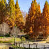小牧市民四季の森、紅葉、メタセコイア並木、11月秋、愛知県小牧市の観光・撮影スポットの画像と写真