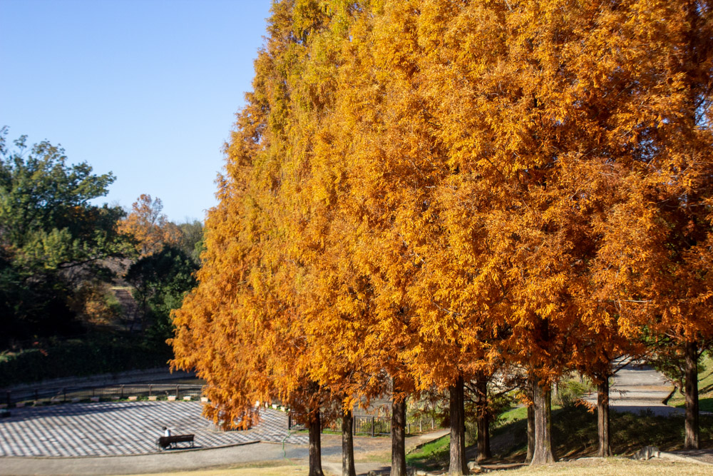 小牧市民四季の森、紅葉、メタセコイア並木、11月秋、愛知県小牧市の観光・撮影スポットの画像と写真