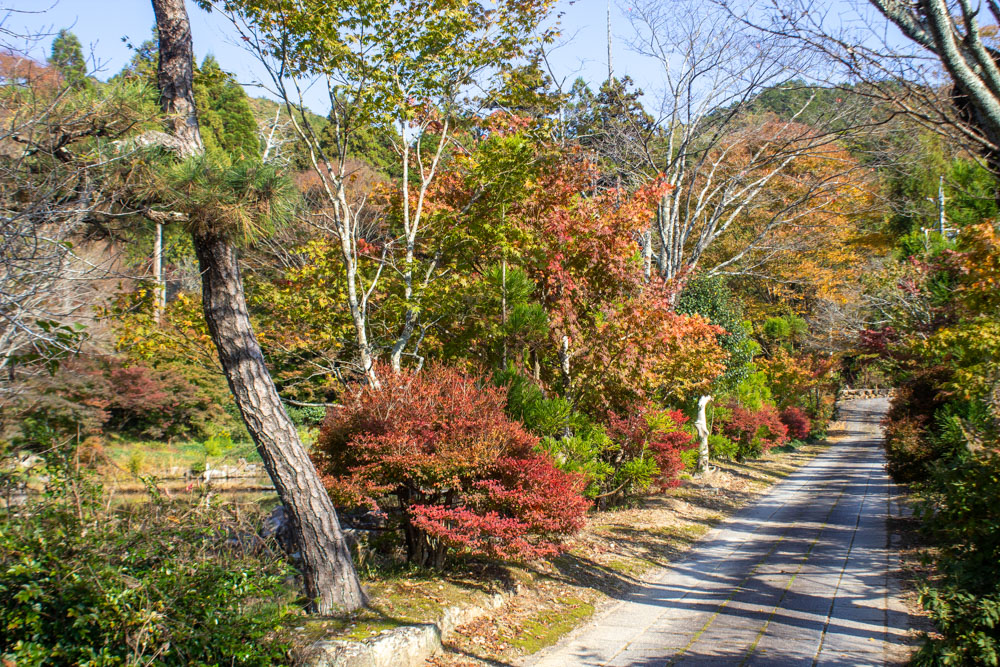 大智寺、紅葉、11月秋、岐阜県岐阜市の観光・撮影スポットの画像と写真