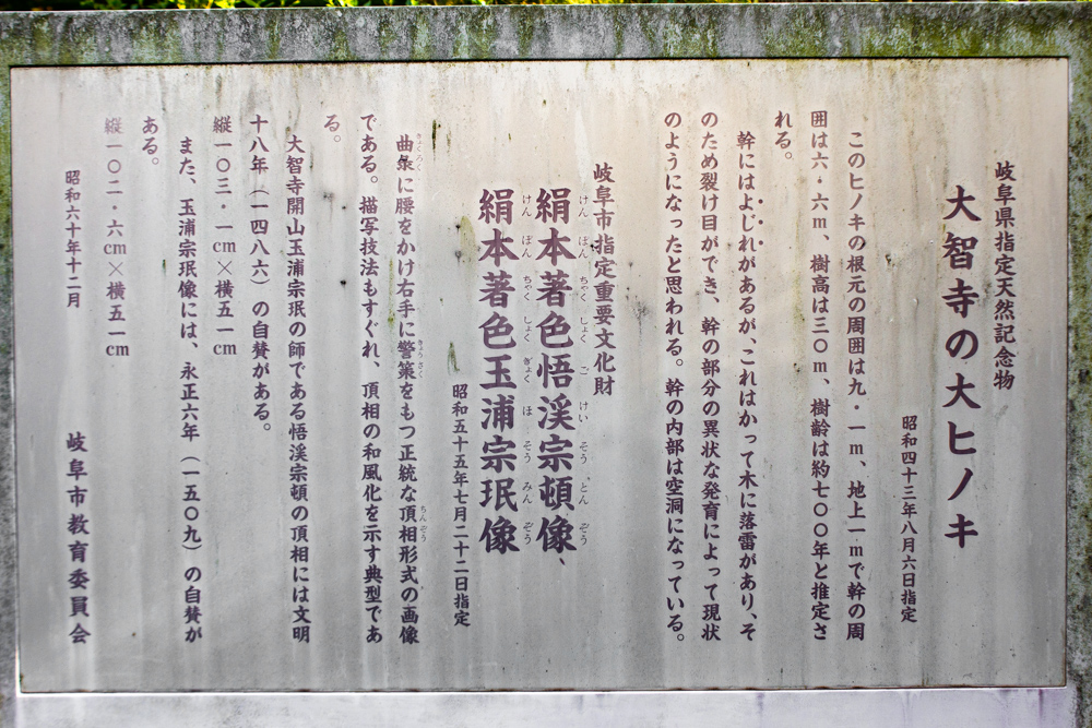 大智寺、大ヒノキ、樹齢700年、11月秋、岐阜県岐阜市の観光・撮影スポットの画像と写真