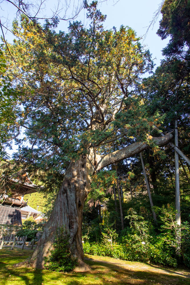 大智寺、大ヒノキ、樹齢700年、11月秋、岐阜県岐阜市の観光・撮影スポットの画像と写真