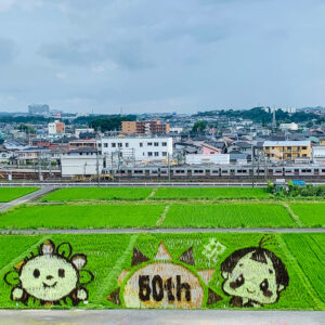尾張旭市田んぼアート、城山公園、7月夏、愛知県尾張旭市の観光・撮影スポットの名所