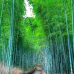 嵐山・竹林、7月夏、京都府京都市の観光・撮影スポットの名所