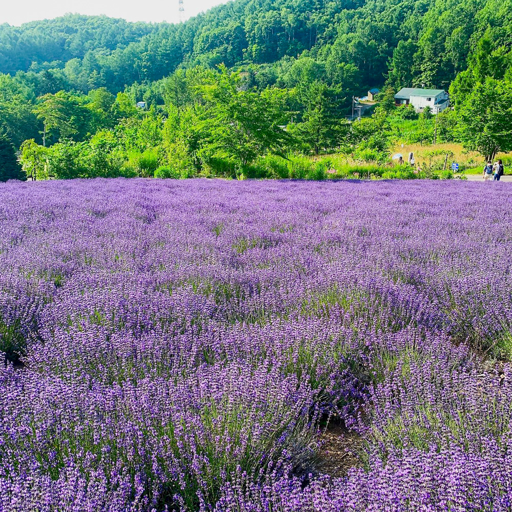 幌見峠ラベンダー園、7月の夏の花。北海道札幌市の観光・撮影スポットの名所