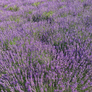 幌見峠ラベンダー園、7月の夏の花。北海道札幌市の観光・撮影スポットの名所