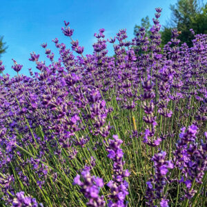 幌見峠ラベンダー園、7月の夏の花。北海道札幌市の観光・撮影スポットの名所