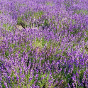 幌見峠ラベンダー園、7月の夏の花。北海道札幌市の観光・撮影スポットの名所