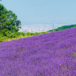 幌見峠ラベンダー園、7月の夏の花。北海道札幌市の観光・撮影スポットの名所